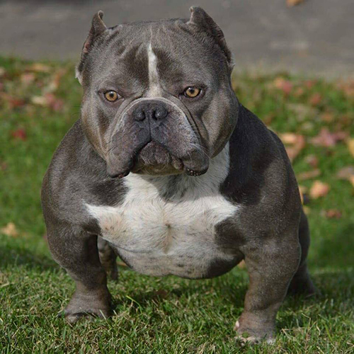 Exotic Bully -