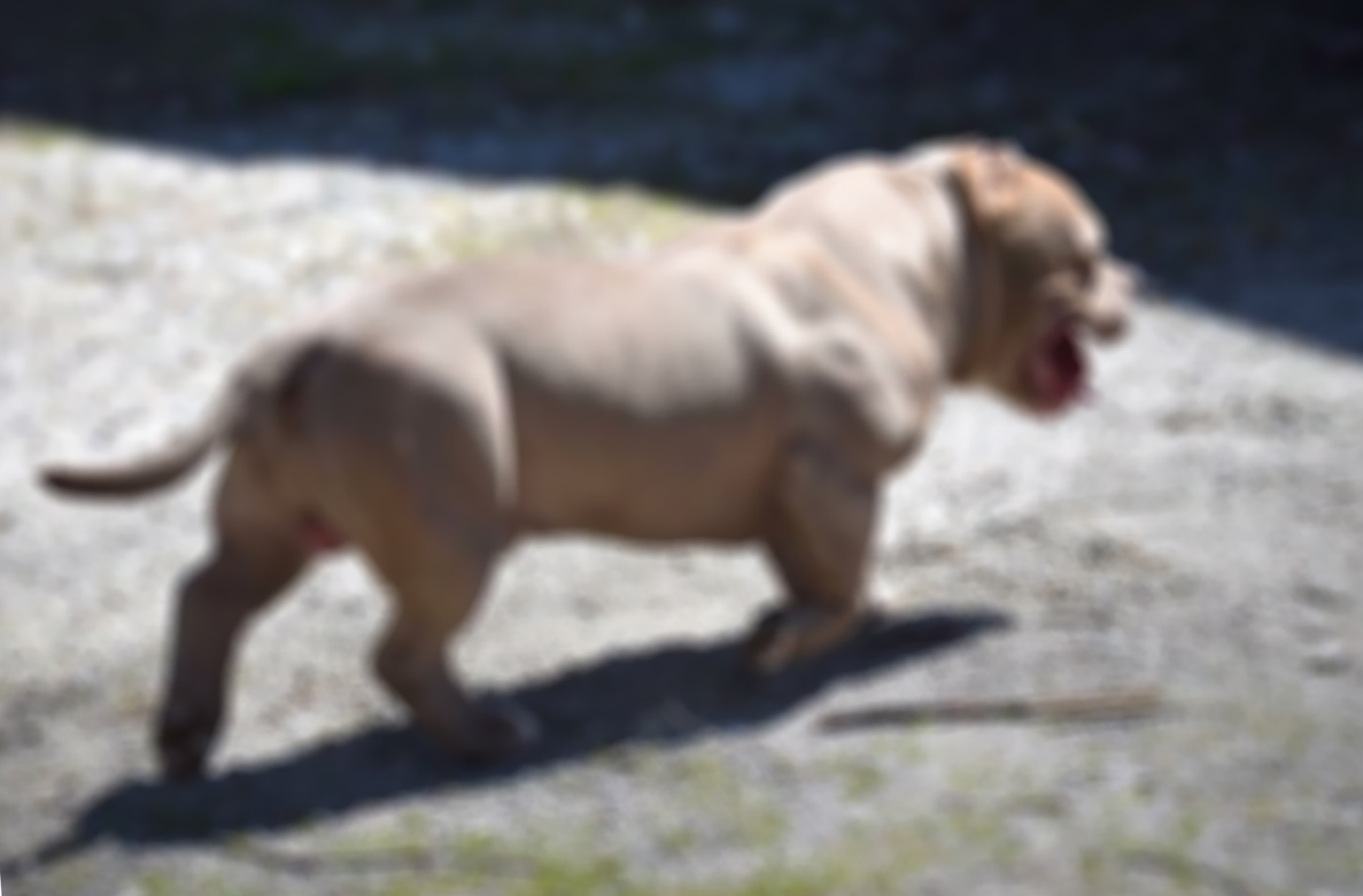 The American Bully Standards: Presented by Bully Max™ - Bully Max