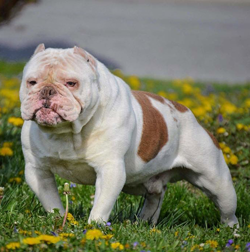 Amazing American Bulldog With Ears Cropped  The ultimate guide 